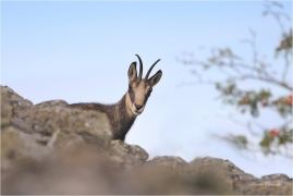 <p>KAMZÍK HORSKÝ (Rupicapra rupicapra) Lužické hory, Studenec ---- /Chamois - Gämse/</p>